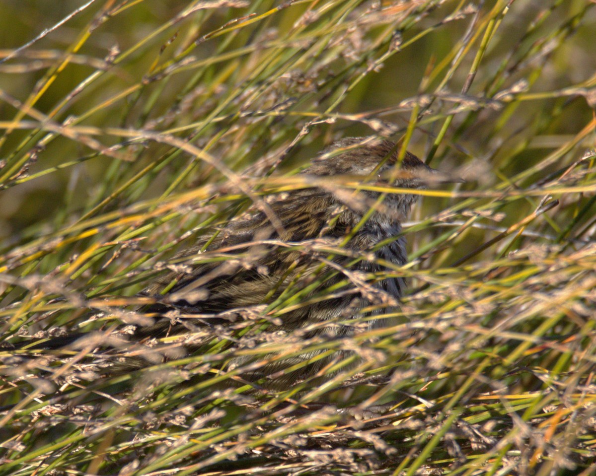 New Zealand Fernbird - Phil Smith