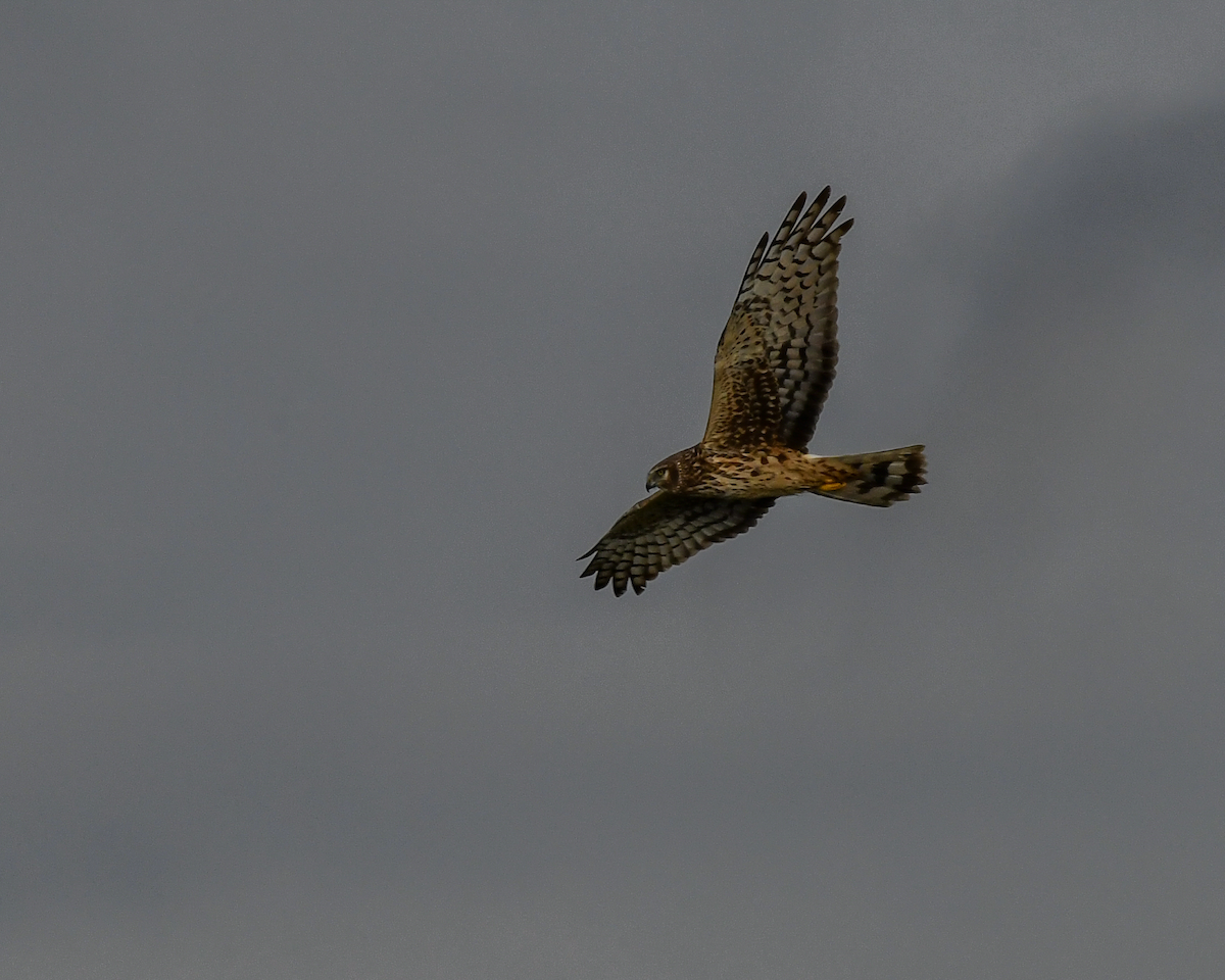 Northern Harrier - Erik Martin