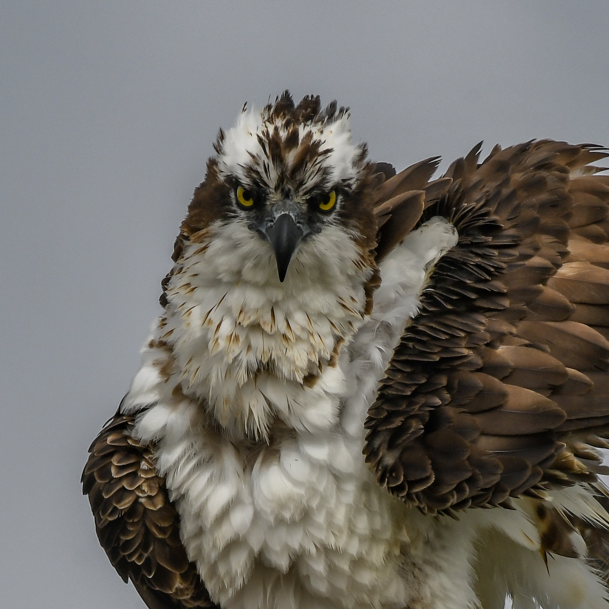 Águila Pescadora - ML616738670