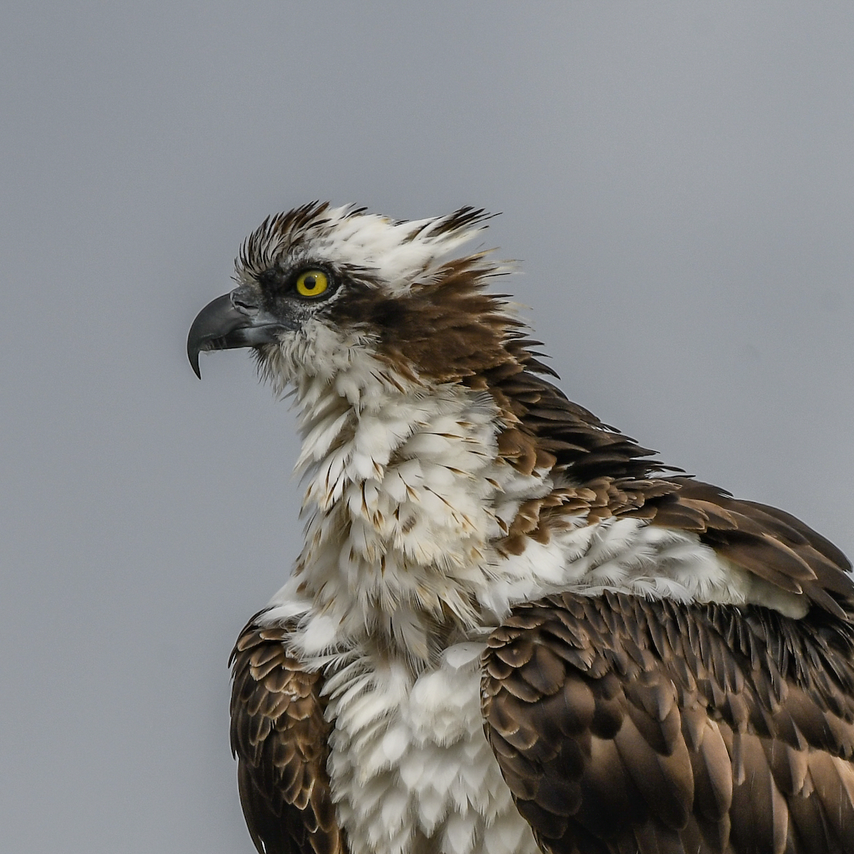 Osprey - Erik Martin