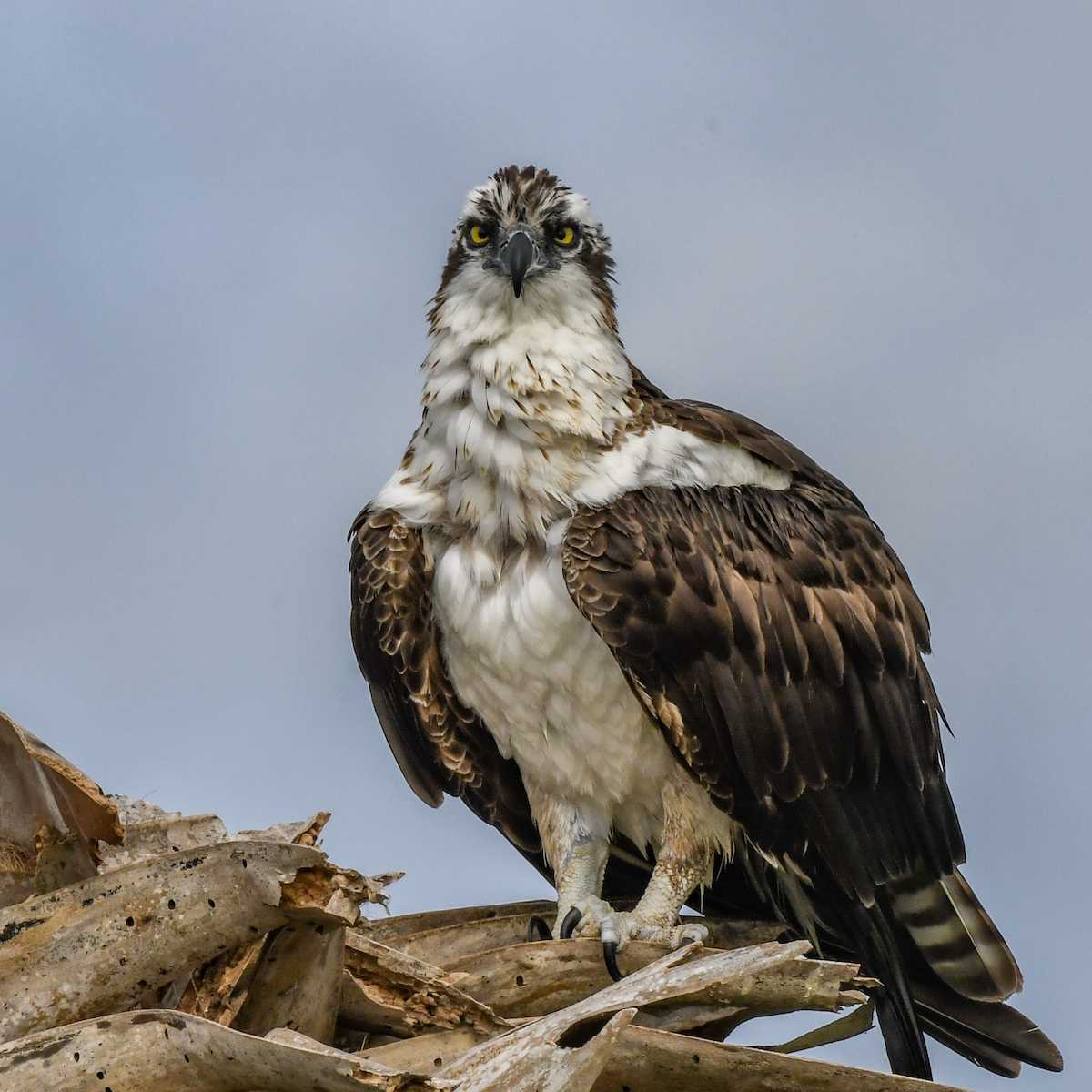 Águila Pescadora - ML616738673