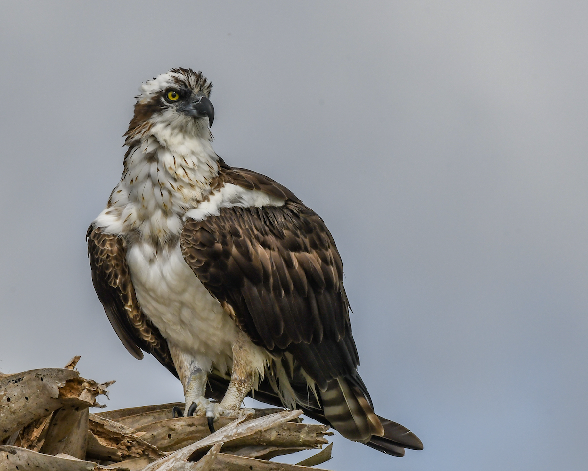 Águila Pescadora - ML616738674