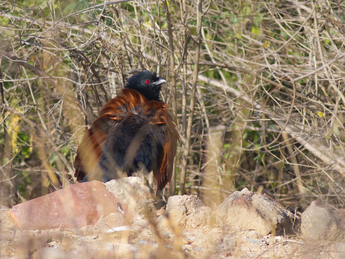 Greater Coucal - ML616738678