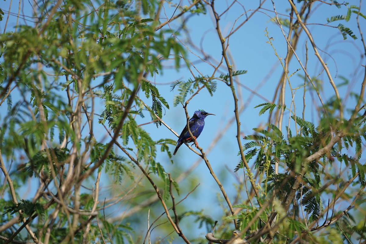 Red-legged Honeycreeper - ML616738685