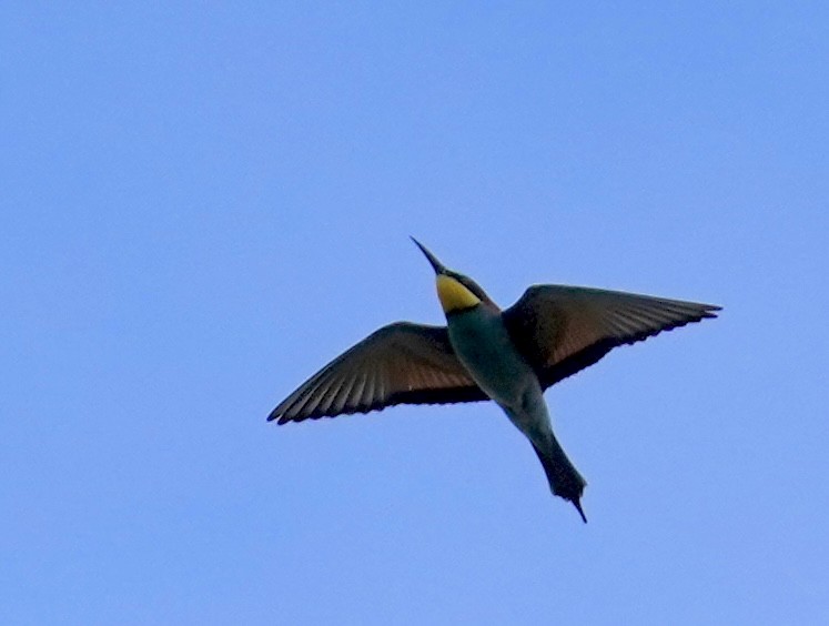 European Bee-eater - Daniel Winzeler