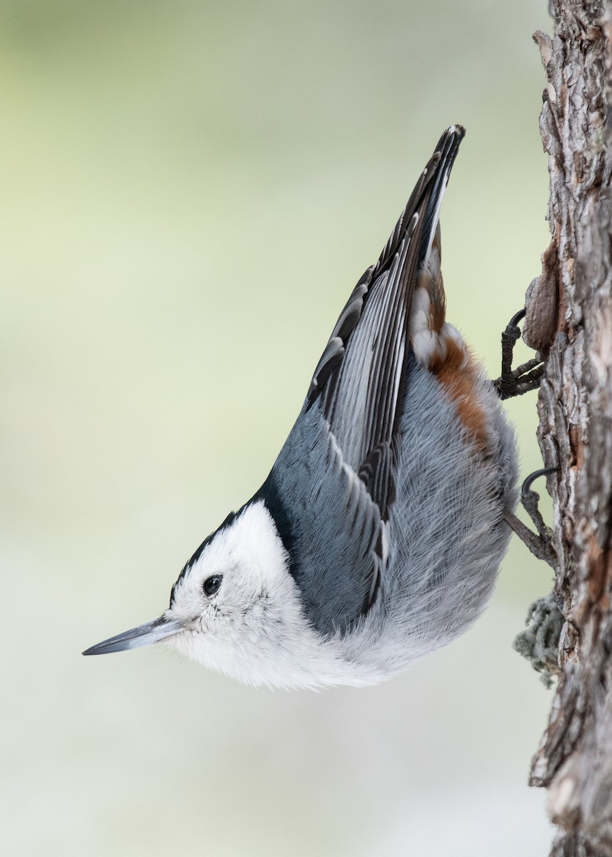 White-breasted Nuthatch - Bente Torvund