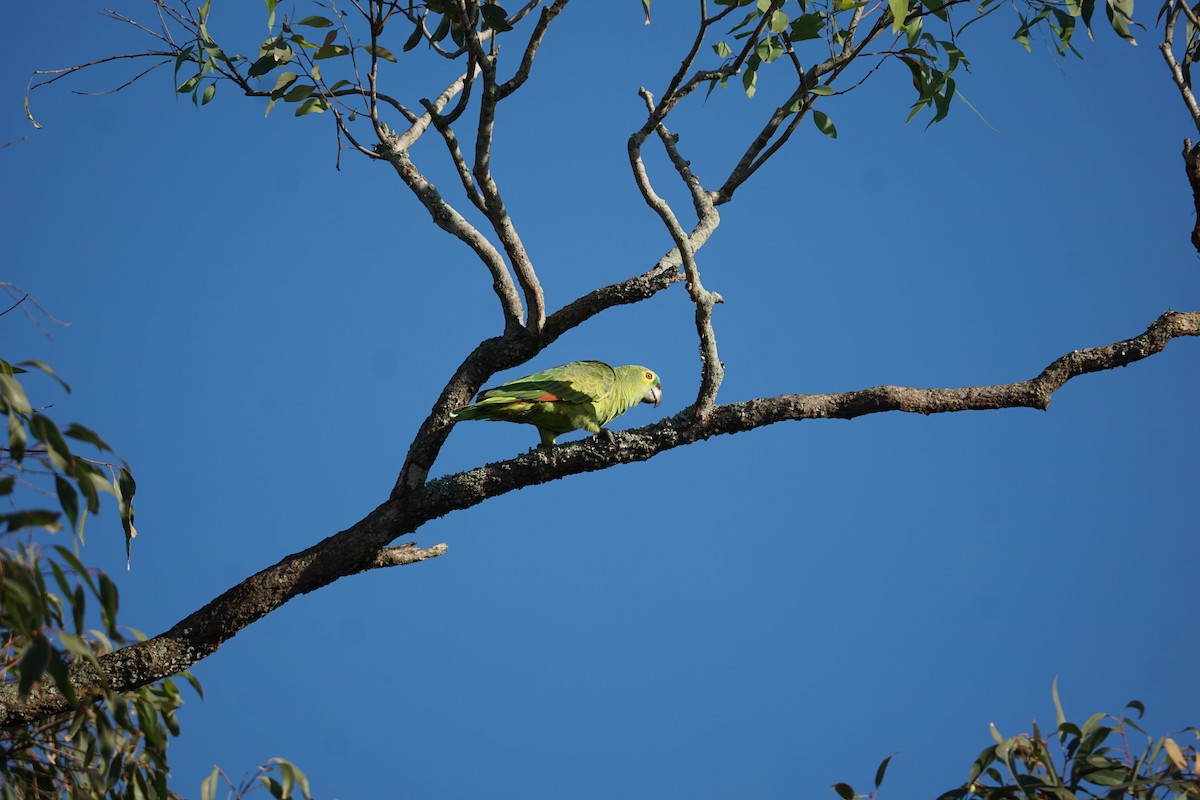 Orange-winged Parrot - ML616738789