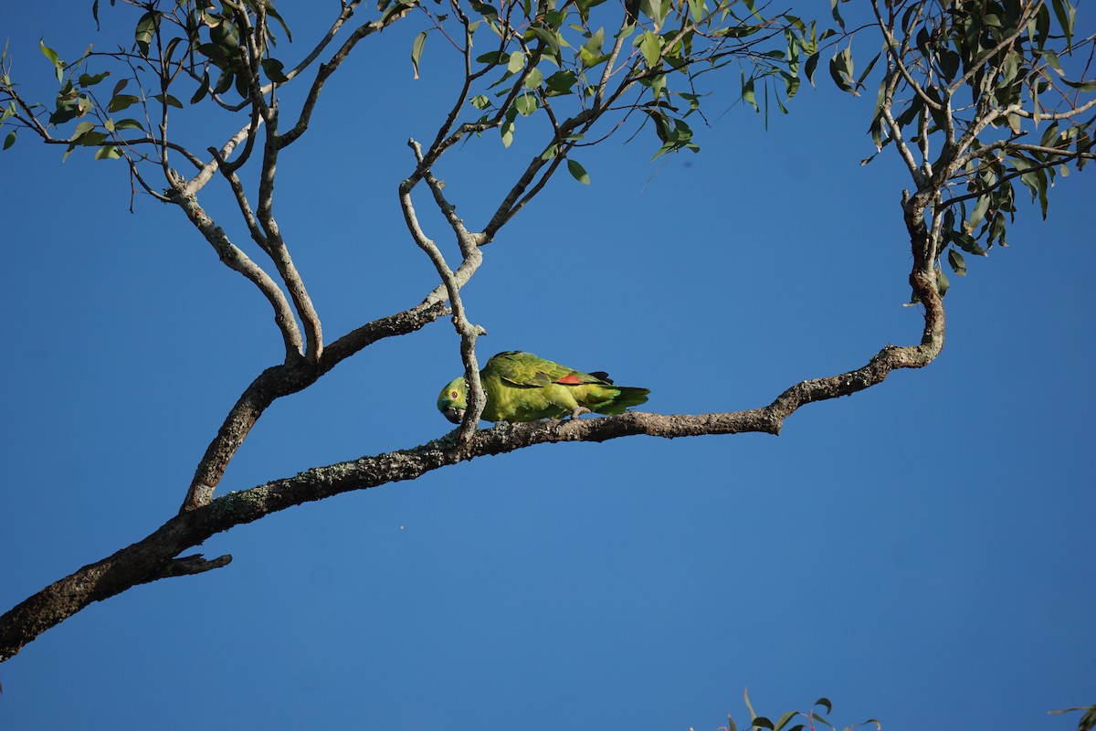 Orange-winged Parrot - ML616738790