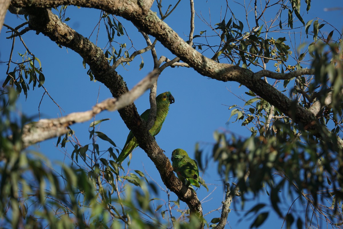 Orange-winged Parrot - Daniel M Haddad - RJ