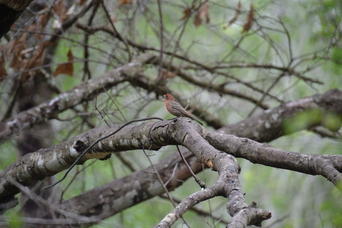 House Finch - ML616738793