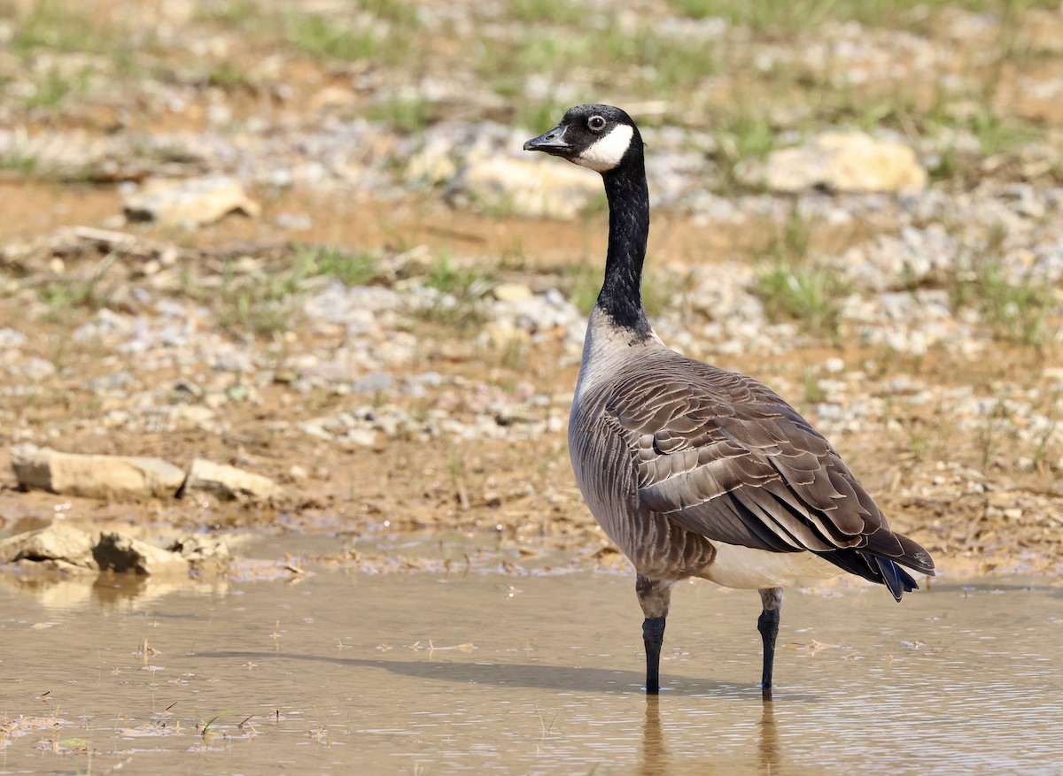 Cackling Goose (Richardson's) - ML616738850