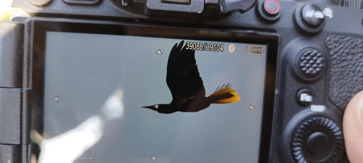 Baudo Oropendola - ML616738862