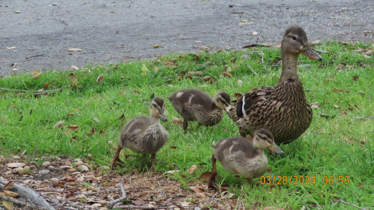 Canard colvert - ML616738882