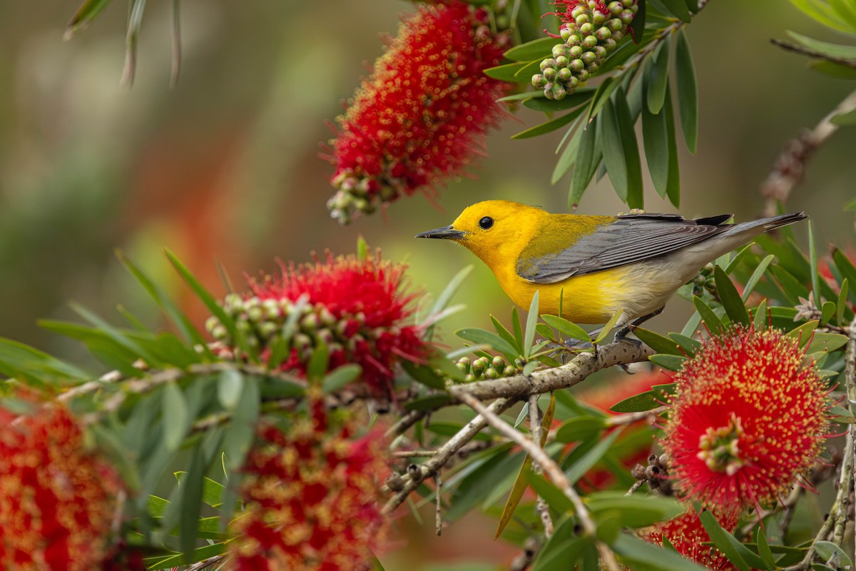 Prothonotary Warbler - Jack Rogers