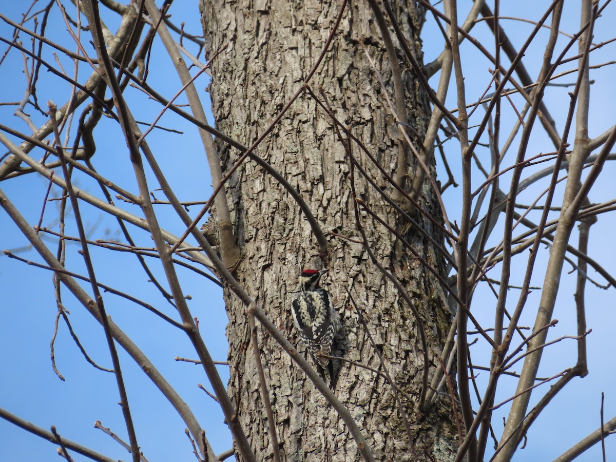 Yellow-bellied Sapsucker - ML616738963