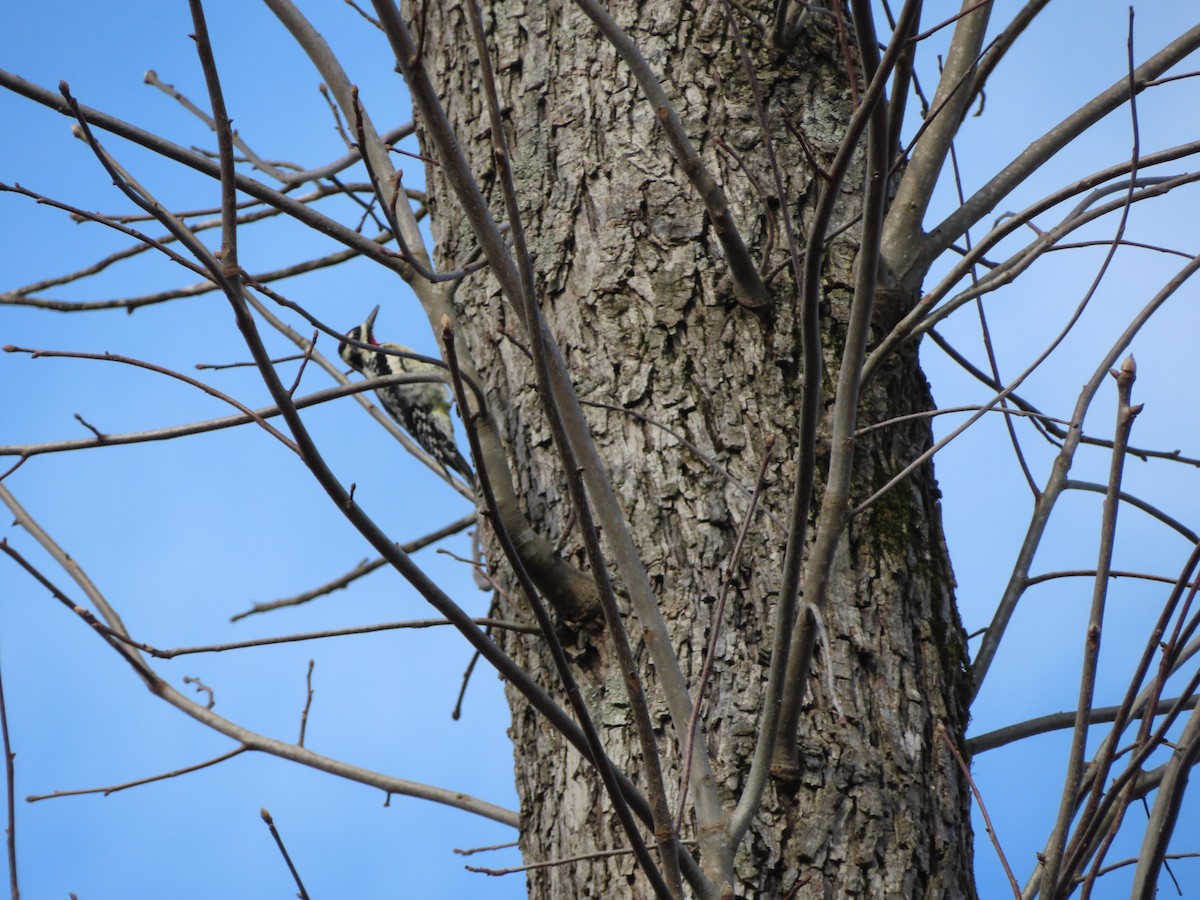 Yellow-bellied Sapsucker - ML616738972