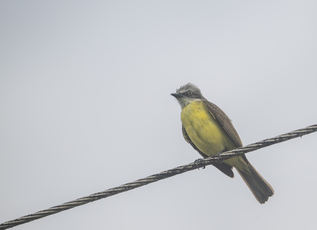 Gray-capped Flycatcher - ML616739000