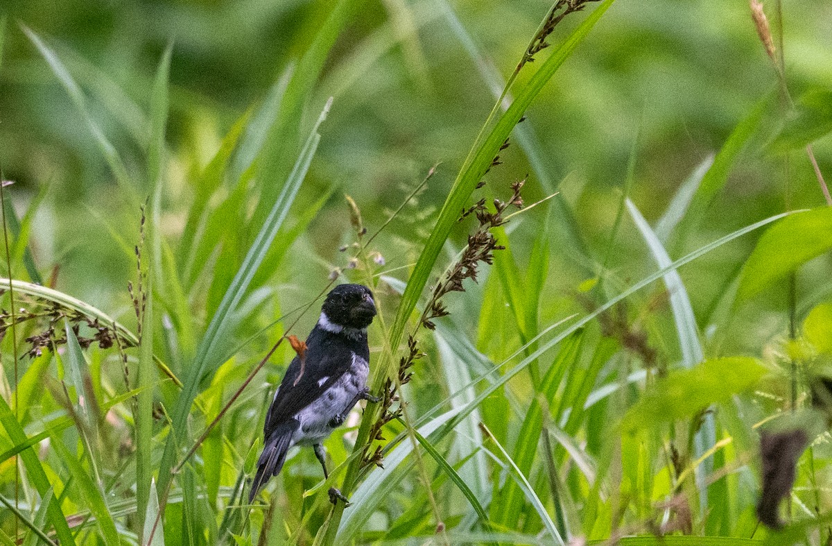 Morelet's Seedeater - Herb Elliott