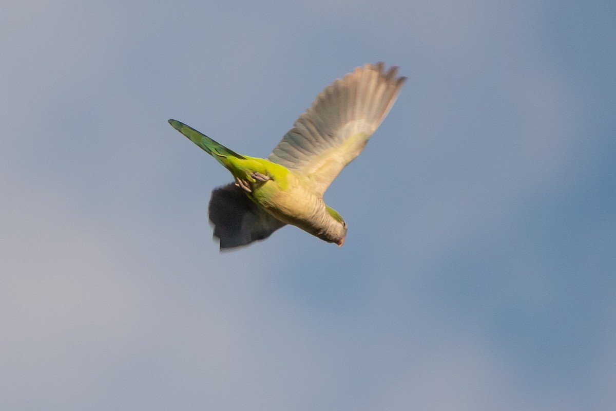 Monk Parakeet (Monk) - Marilyn Henry