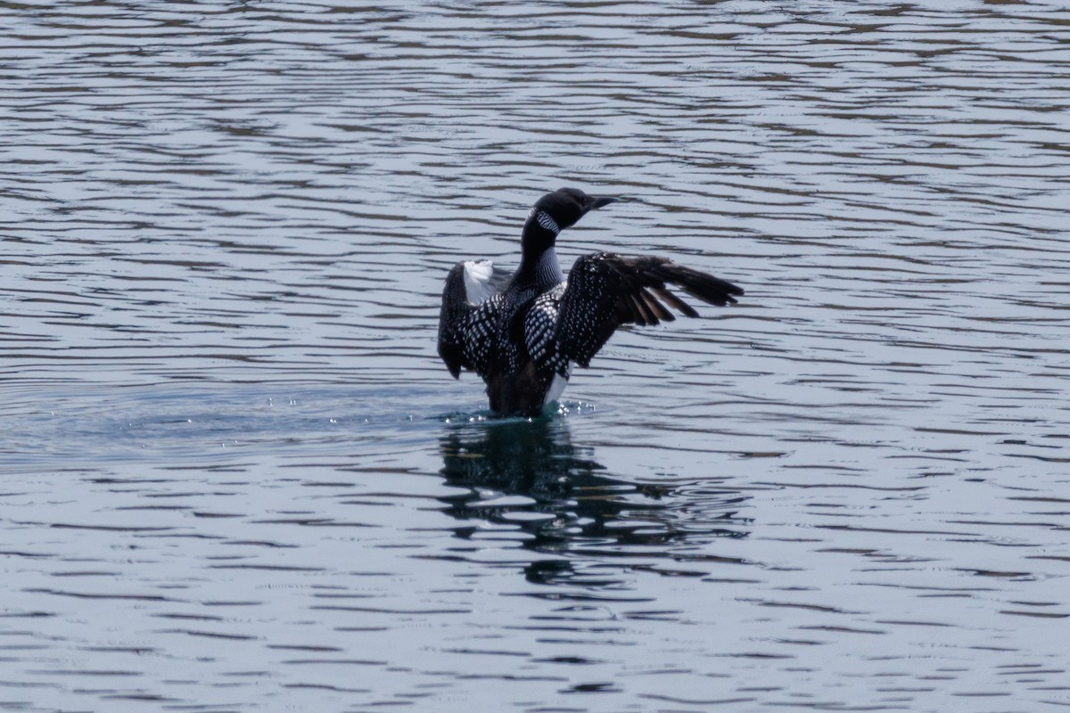 Common Loon - ML616739068