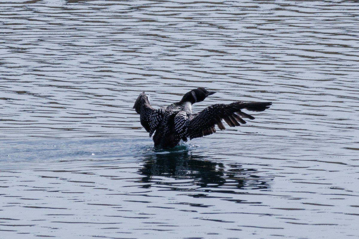 Common Loon - ML616739069