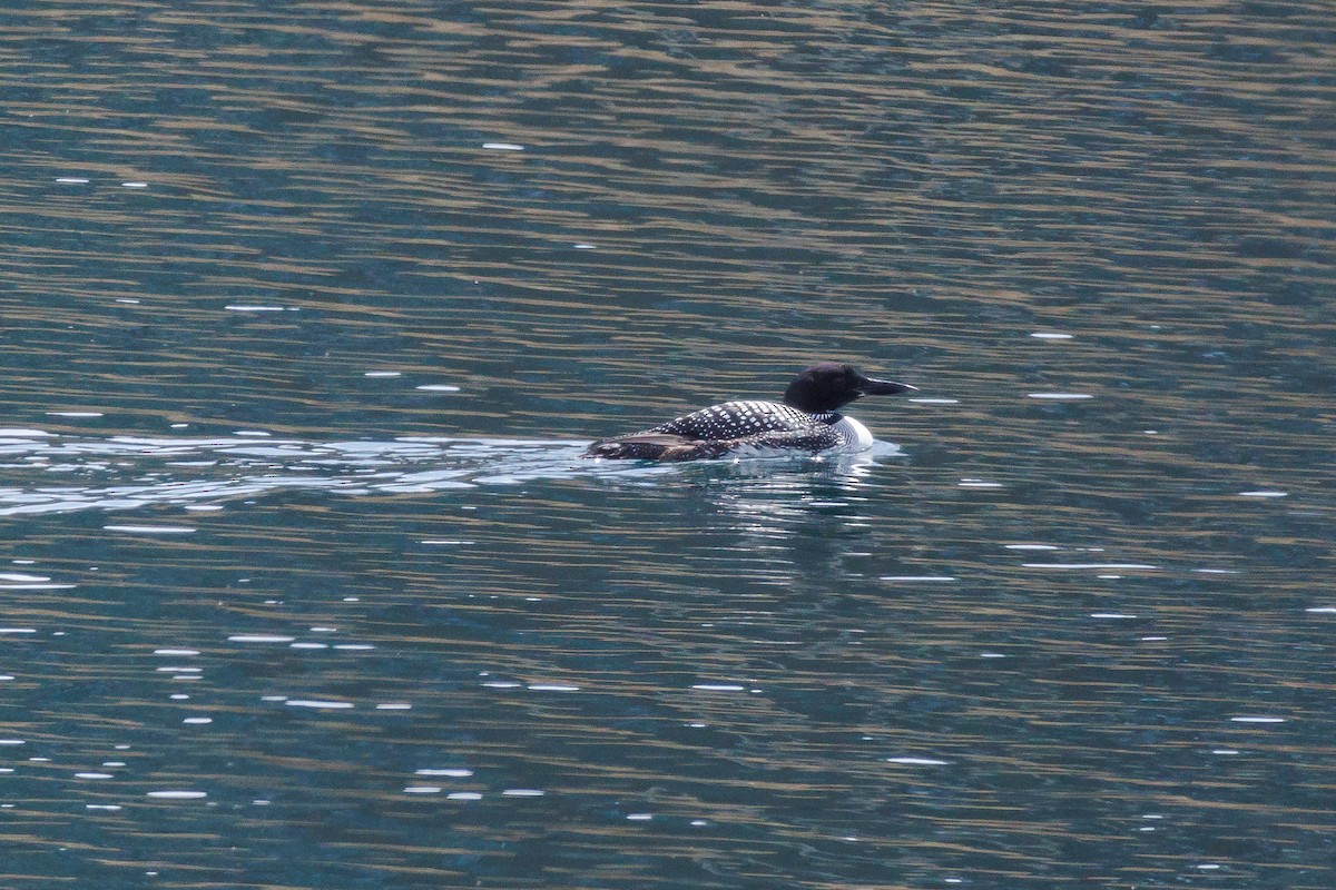 Common Loon - ML616739070