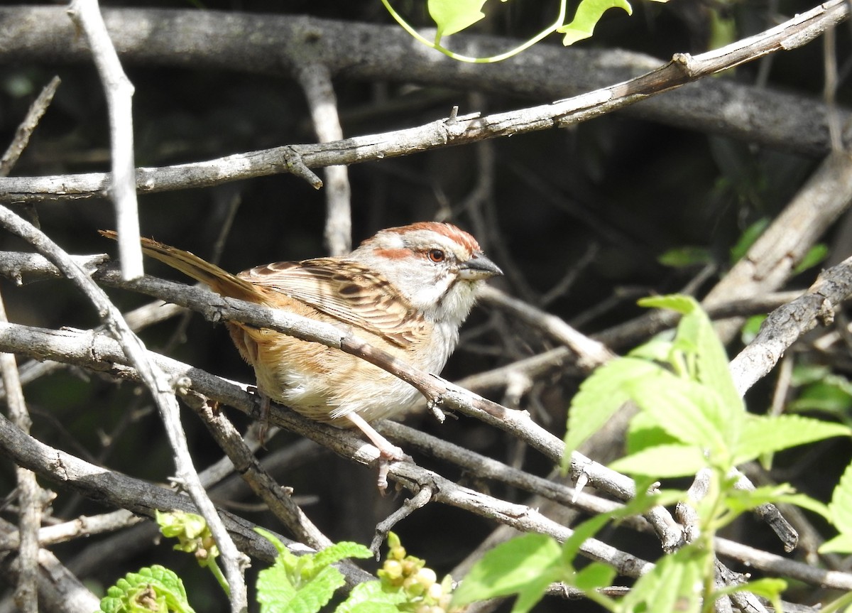 Bruant à calotte rayée - ML616739074