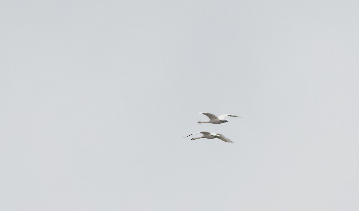 Trumpeter Swan - Annie Lavoie