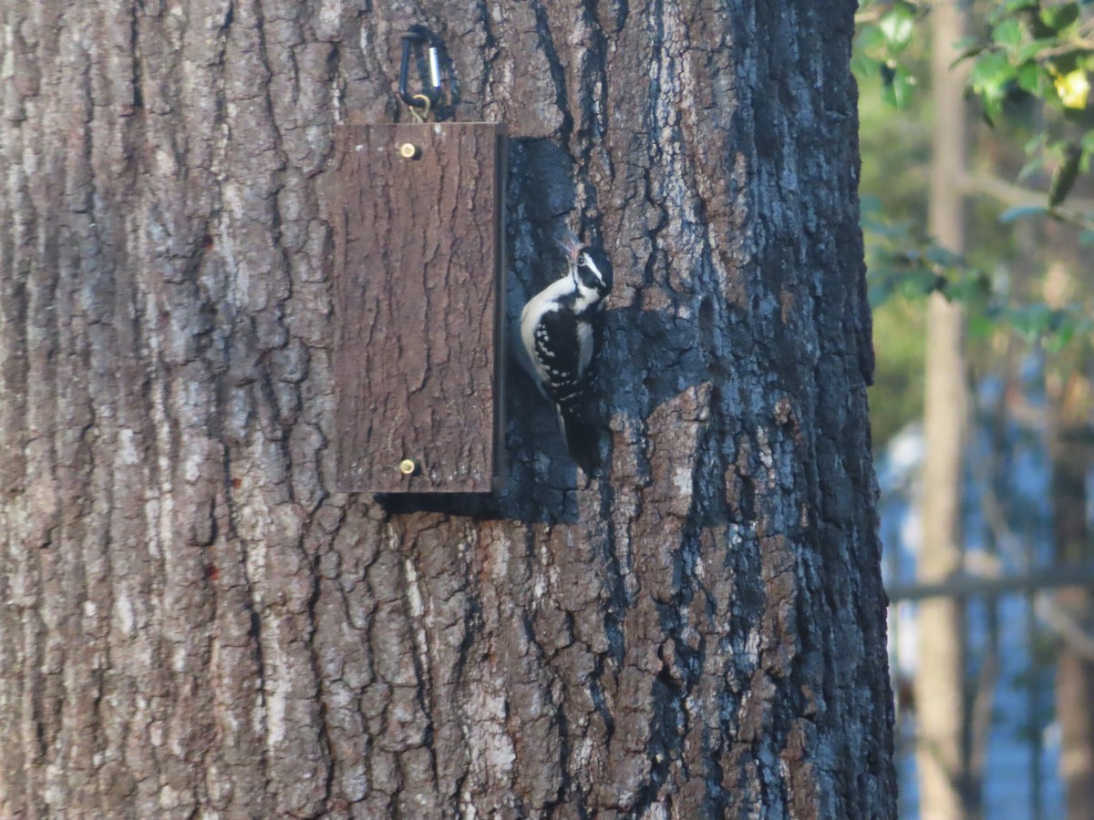 Hairy Woodpecker - ML616739106