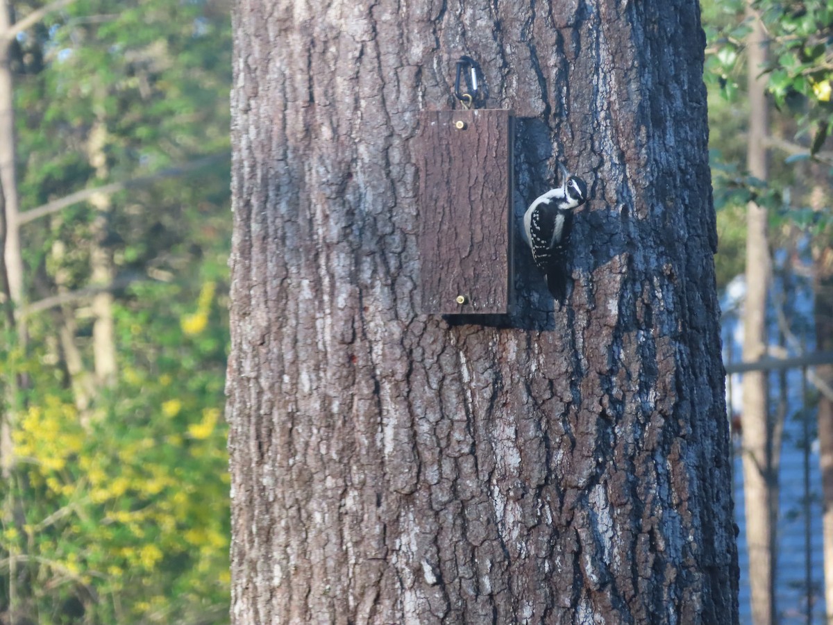 Hairy Woodpecker - ML616739107
