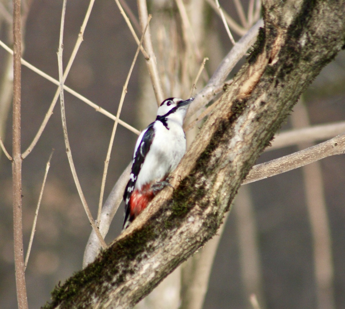 Great Spotted Woodpecker - Olga Cherkasova