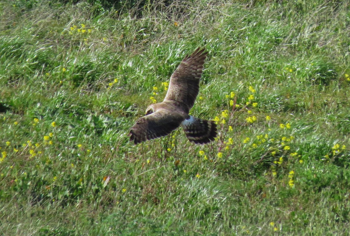 Pallid Harrier - ML616739213