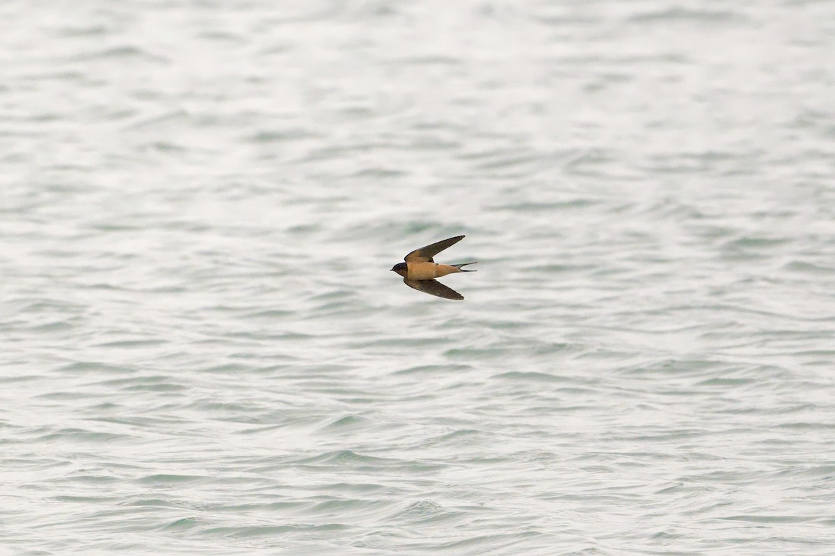 Barn Swallow - Bill Schneider