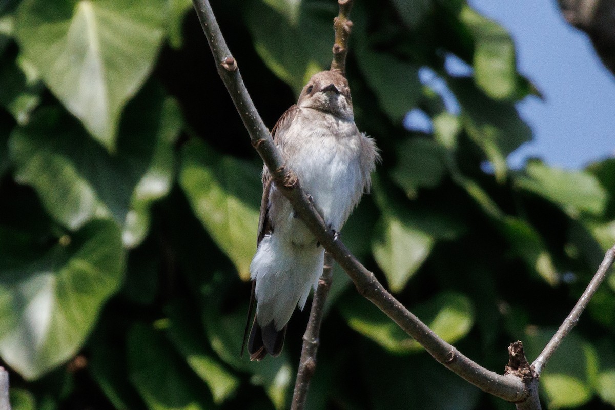 Northern Rough-winged Swallow - ML616739232