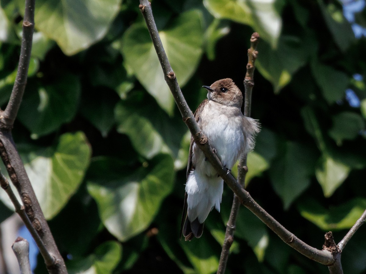 Northern Rough-winged Swallow - ML616739233