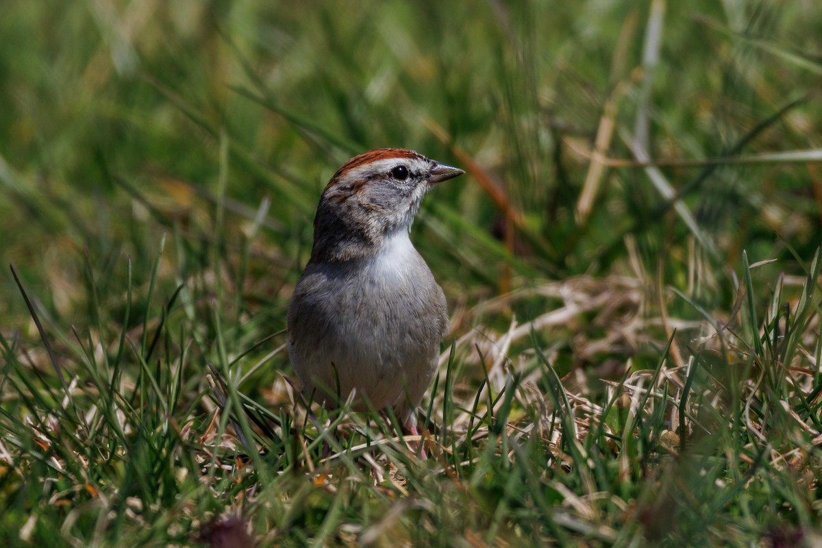 Chipping Sparrow - ML616739244