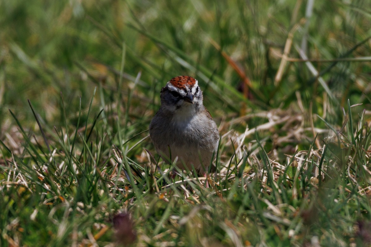 Chipping Sparrow - ML616739245