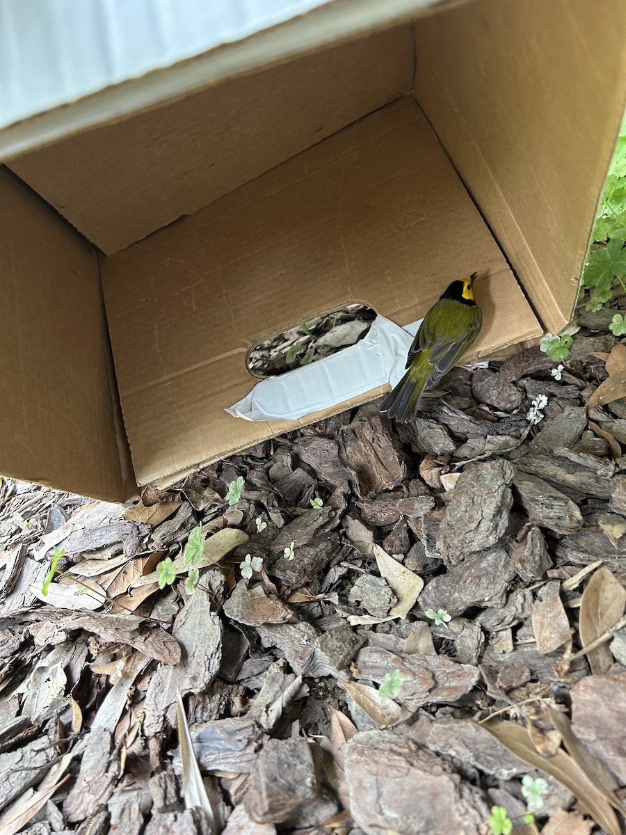 Hooded Warbler - ML616739248