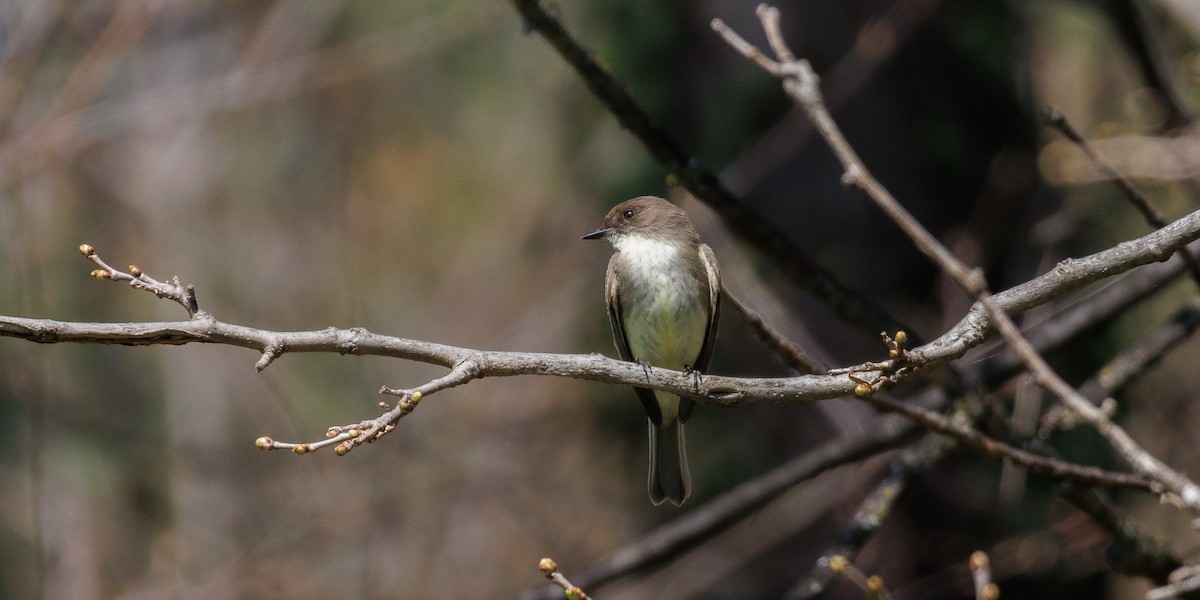 Eastern Phoebe - ML616739249