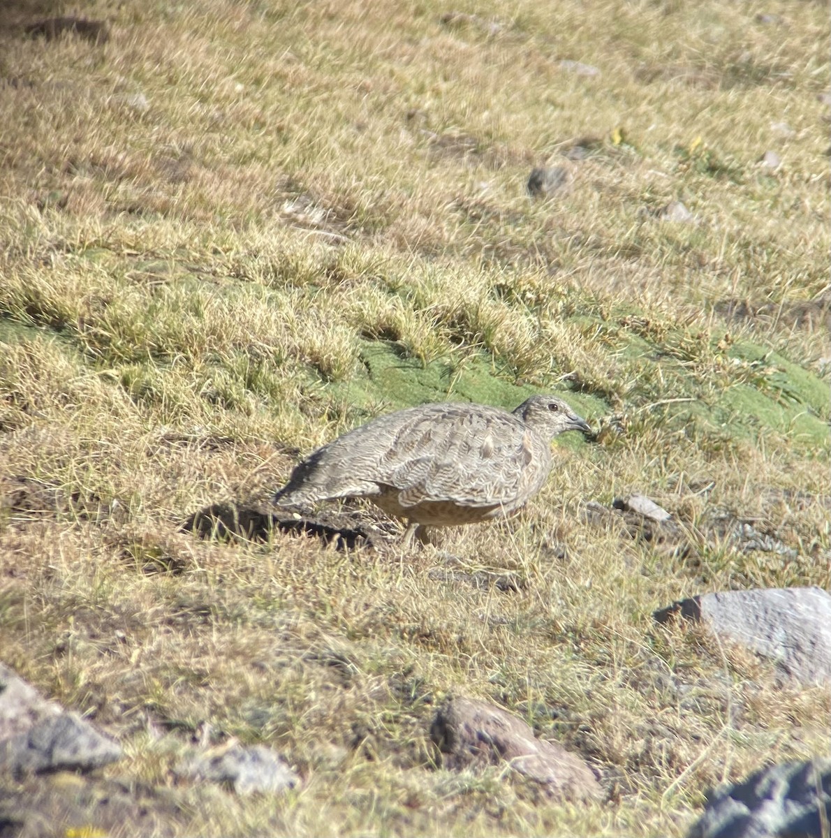 Rufous-bellied Seedsnipe - ML616739252