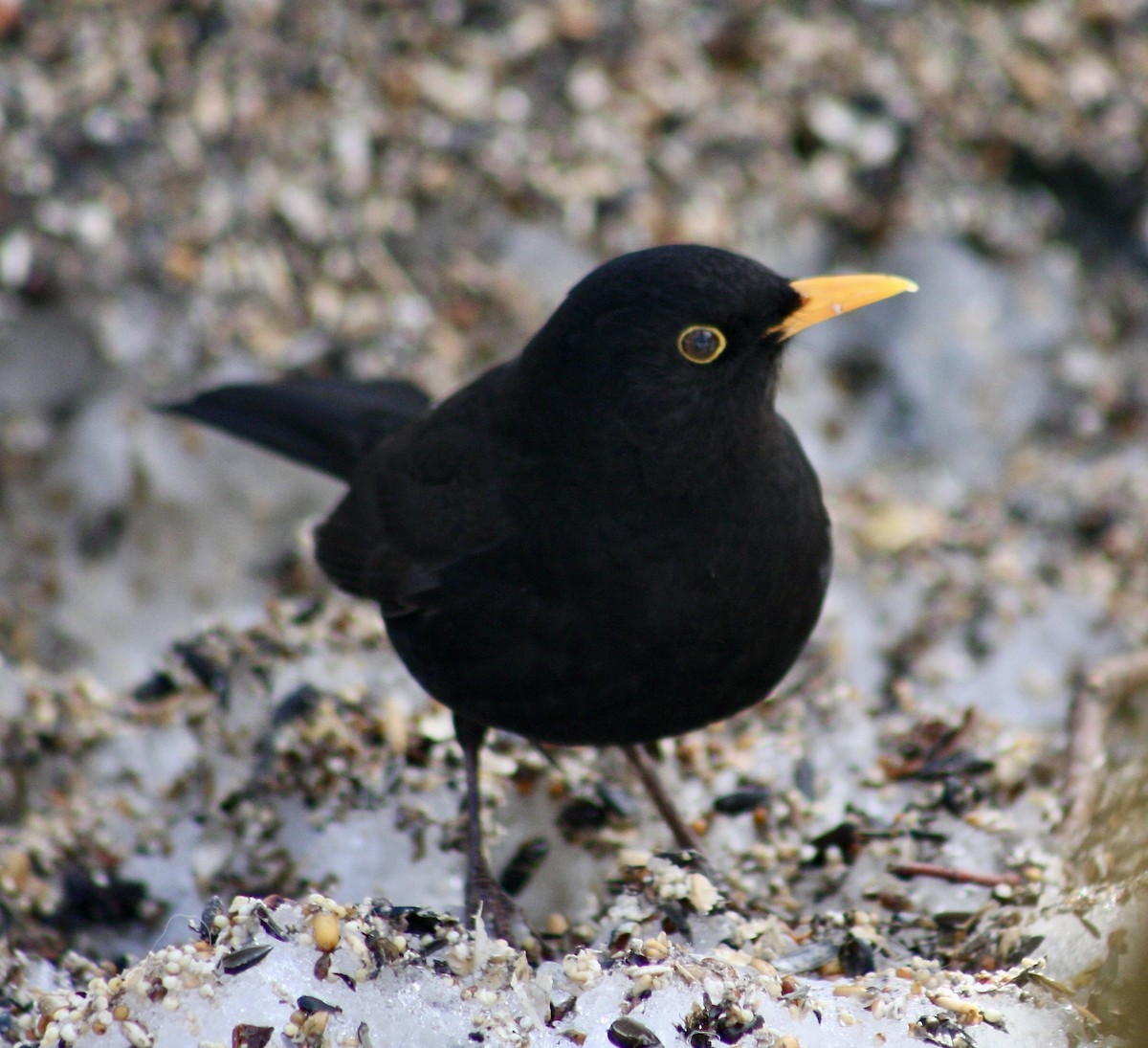 Eurasian Blackbird - Olga Cherkasova