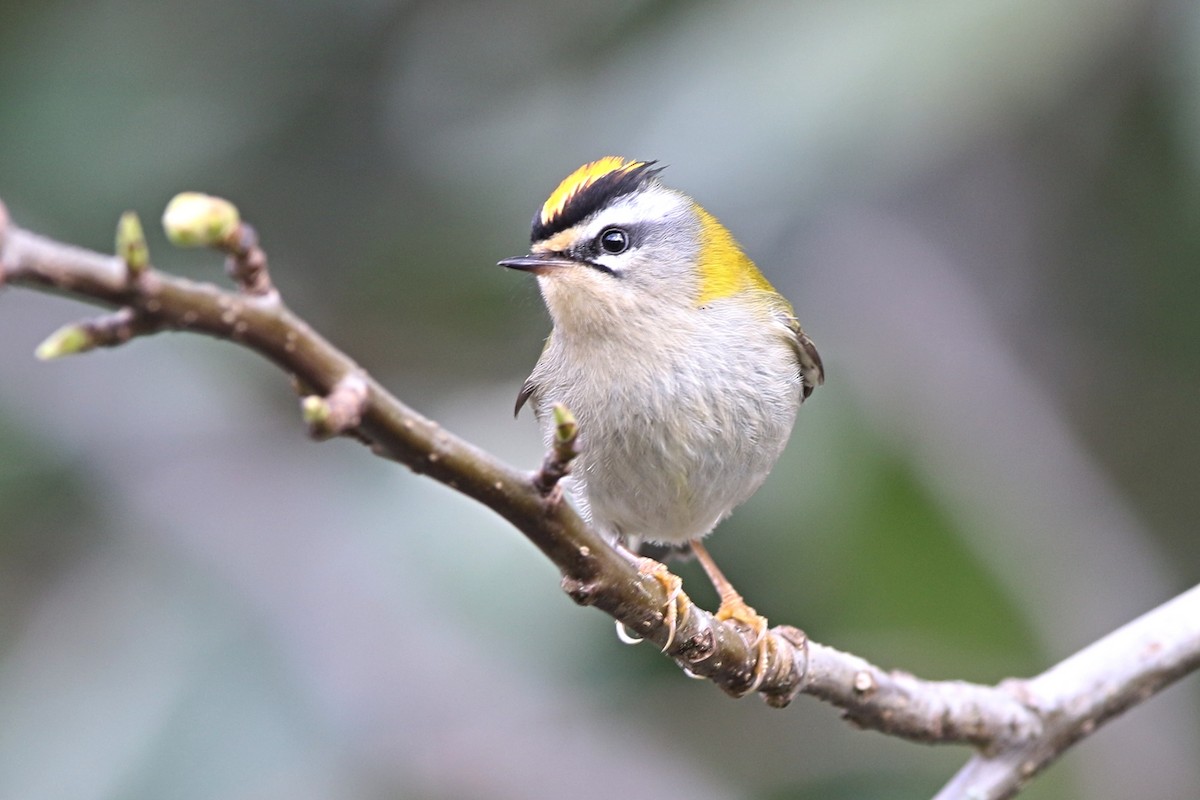 Common Firecrest - Richard Bonser