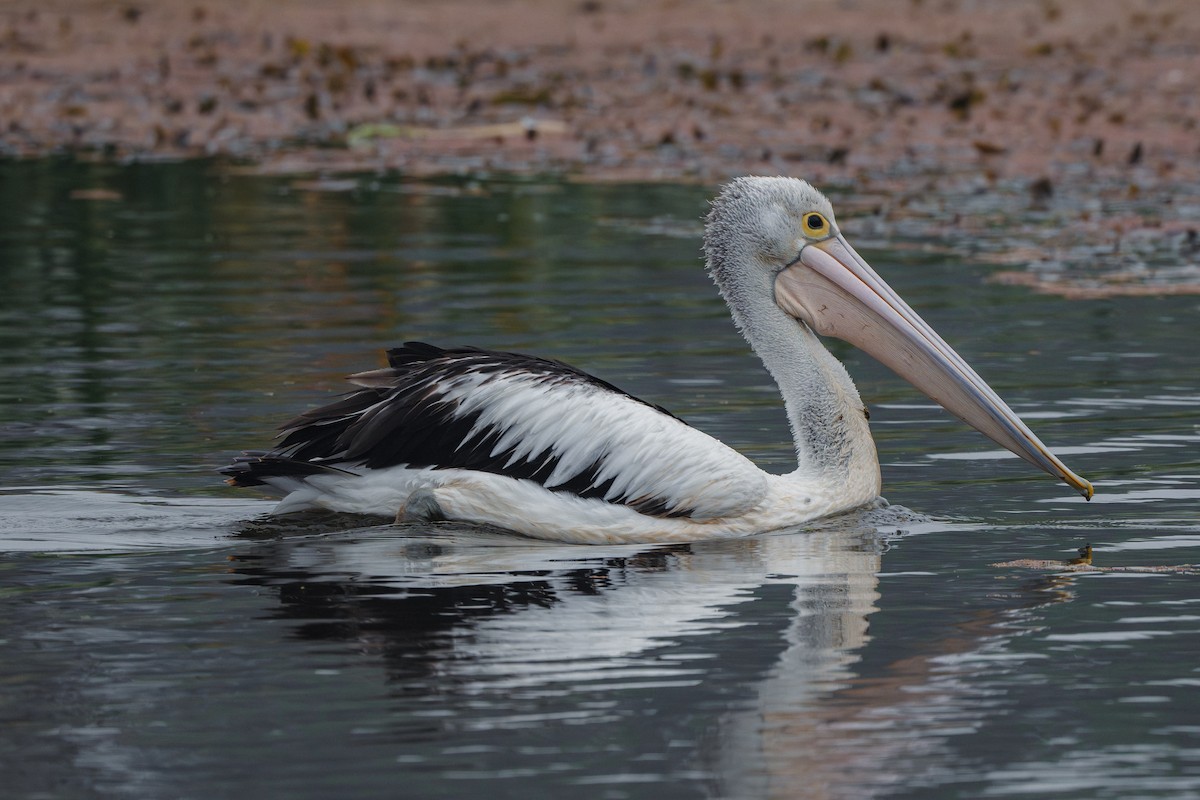 pelikán australský - ML616739315