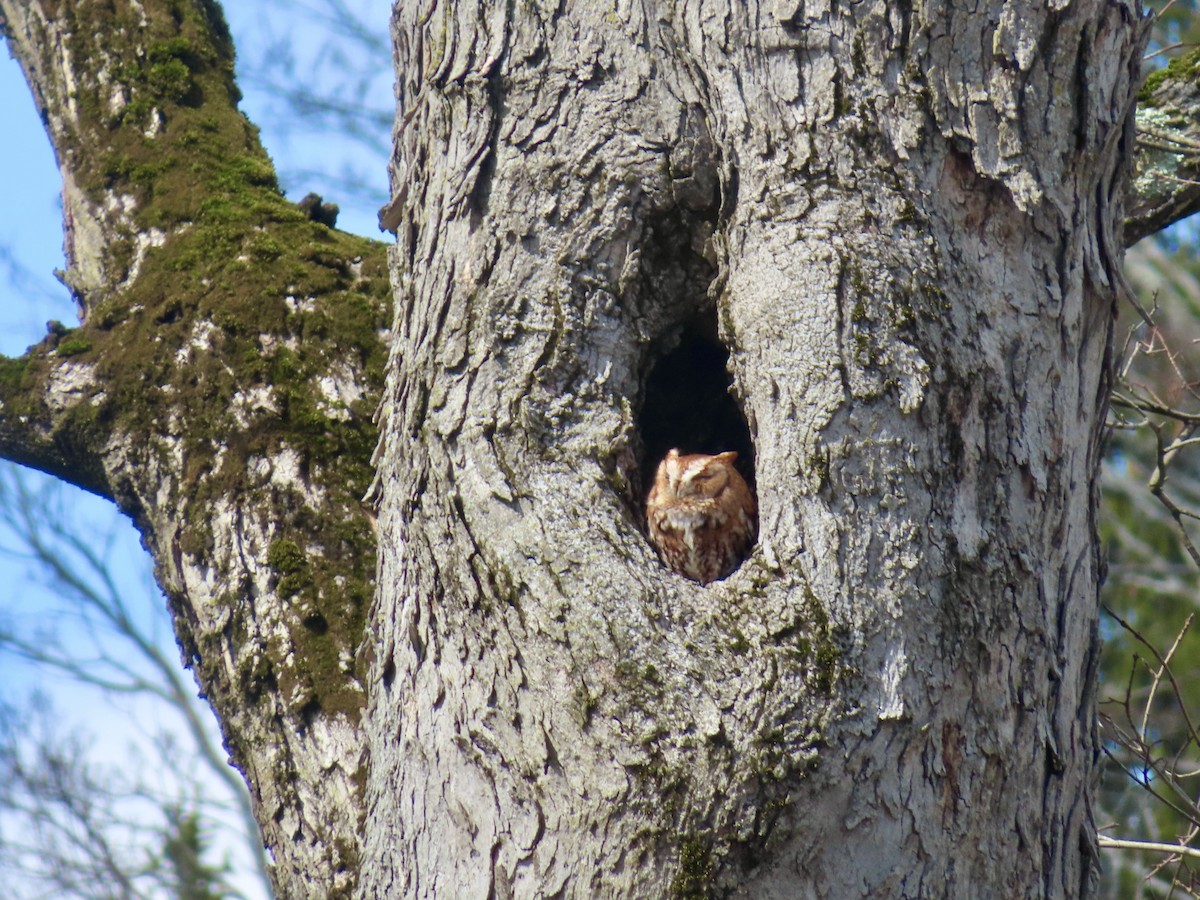 Eastern Screech-Owl - ML616739348