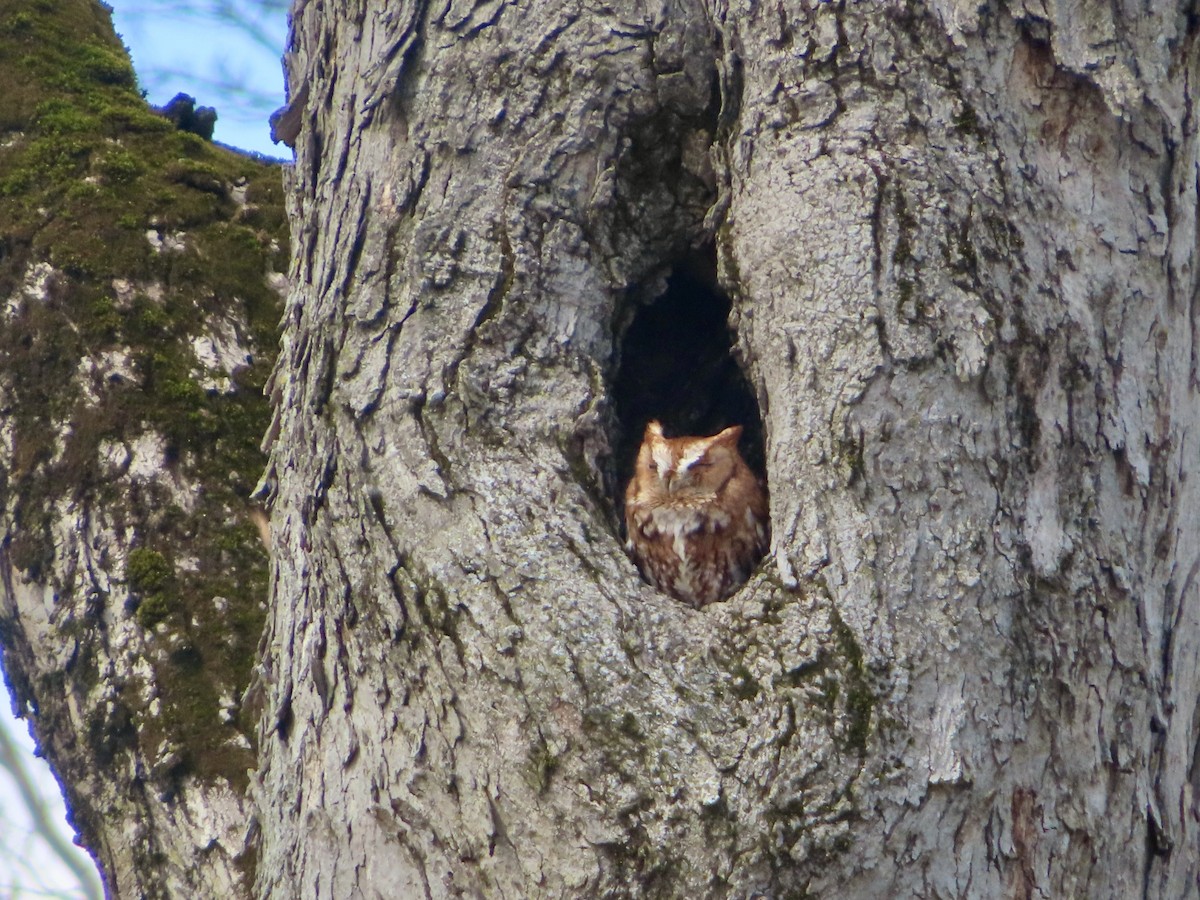 Eastern Screech-Owl - ML616739357