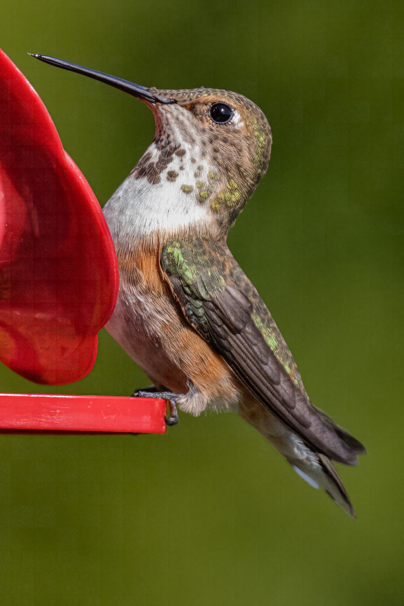 Rufous Hummingbird - ML616739361