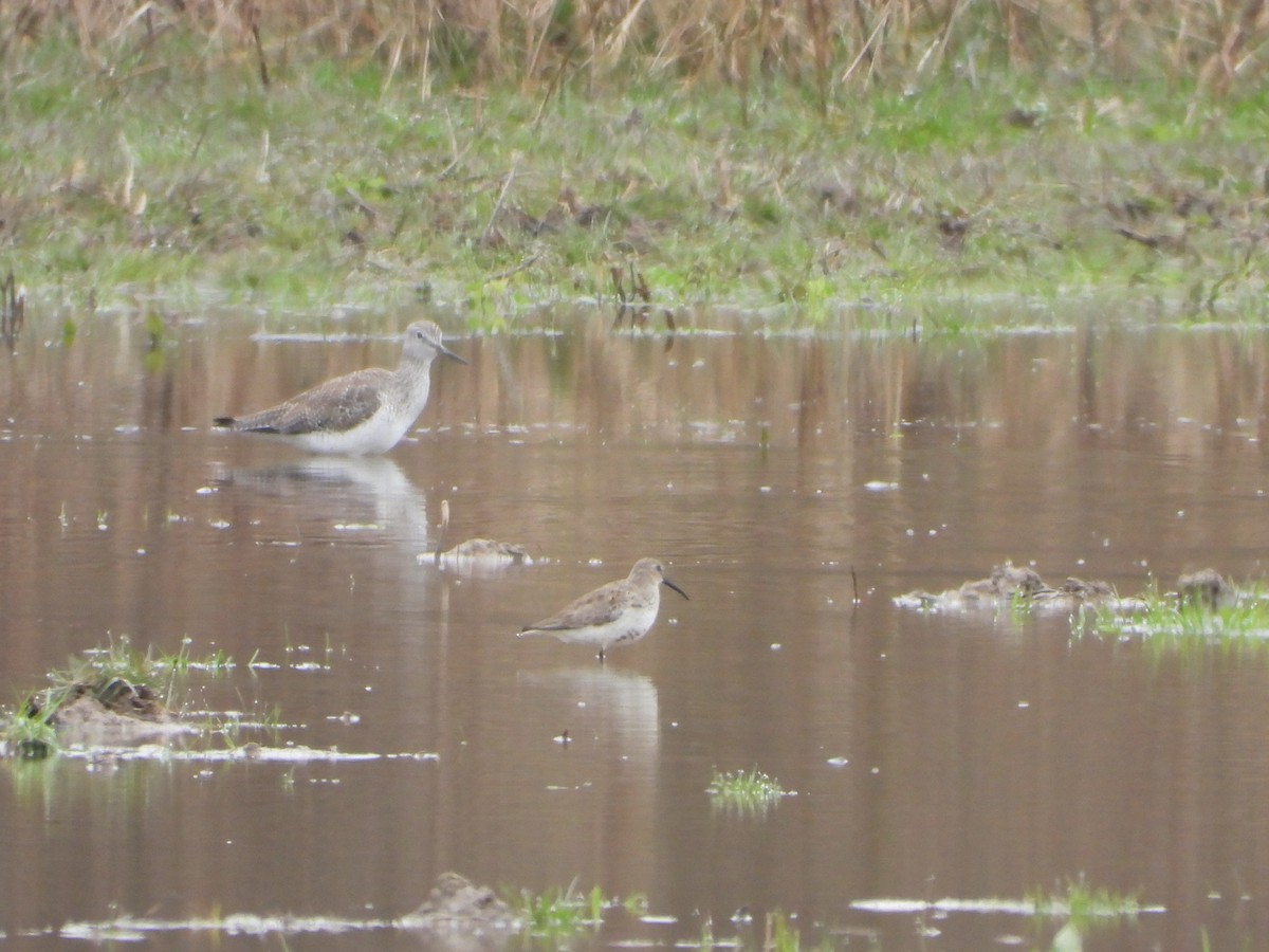 Dunlin - ML616739380