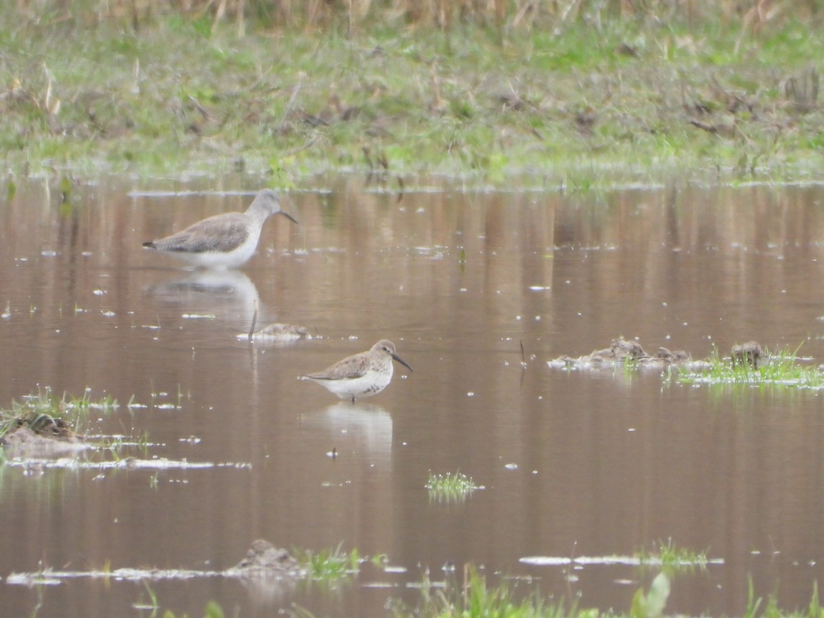 Dunlin - ML616739387