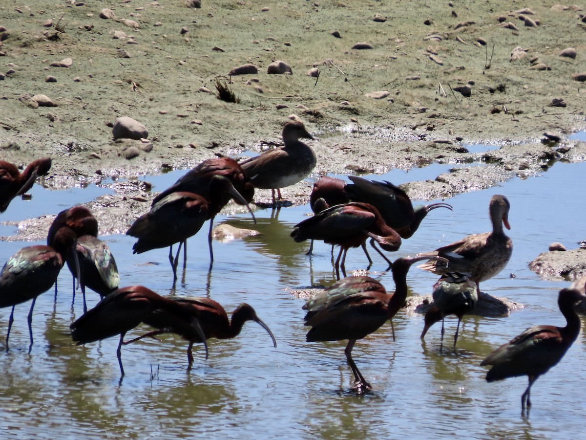 White-faced Ibis - ML616739449