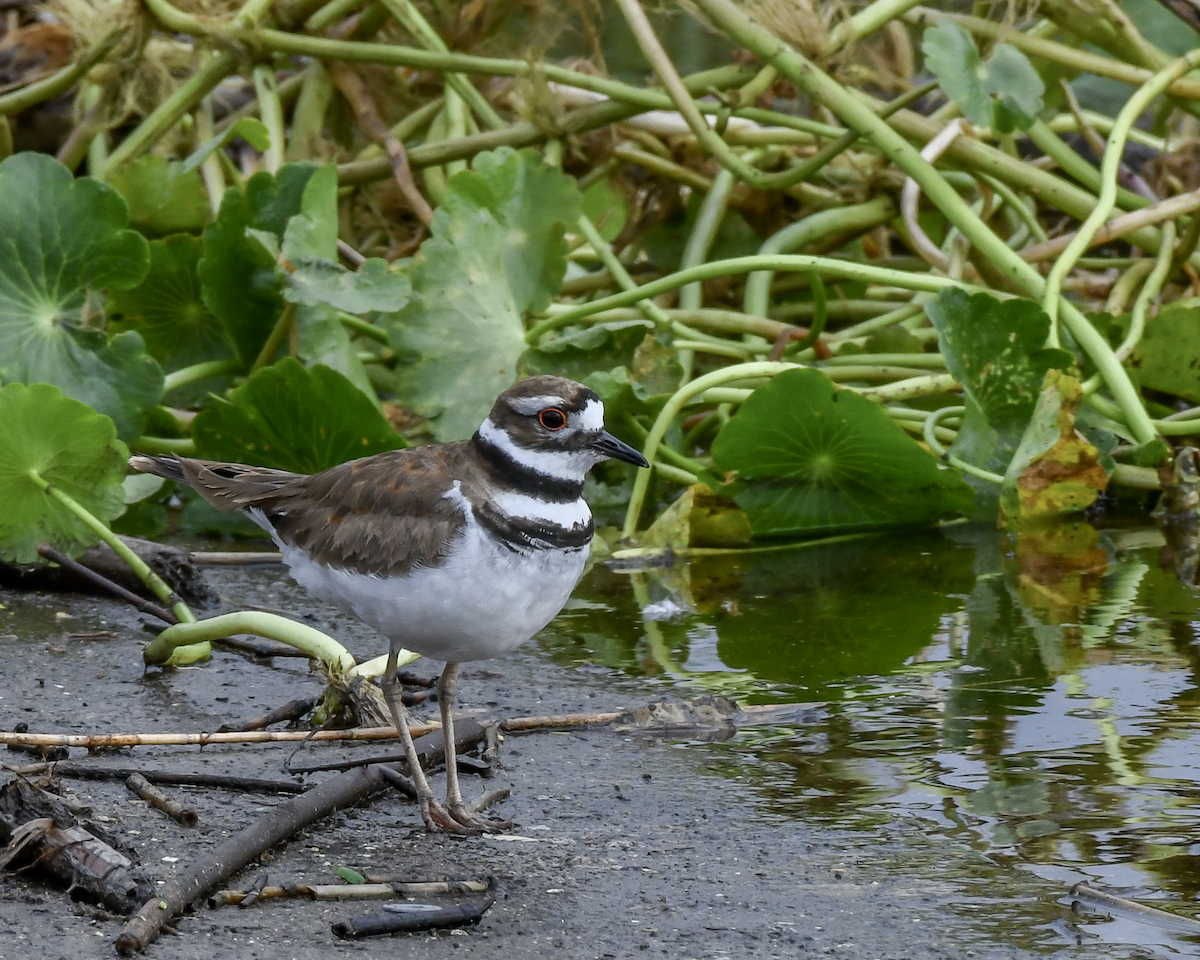 Killdeer - ML616739479